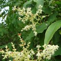Ligustrum chenaultii fleur P1E